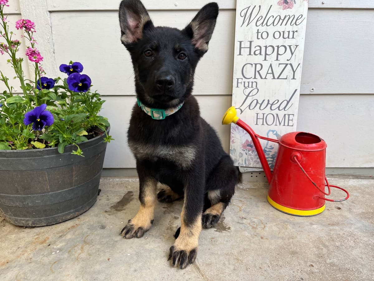 Adorable German Shepherd Puppies! breeder image 4