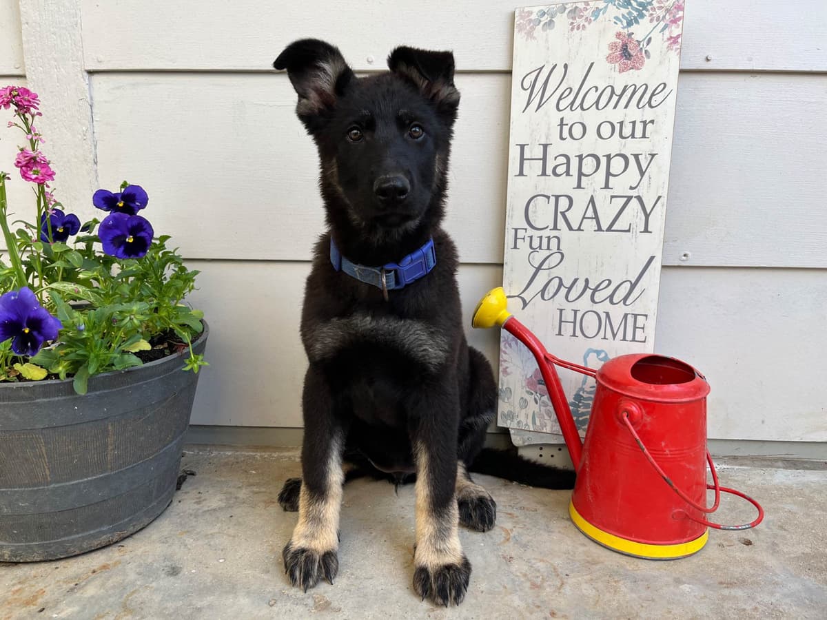 Adorable German Shepherd Puppies! breeder image 5