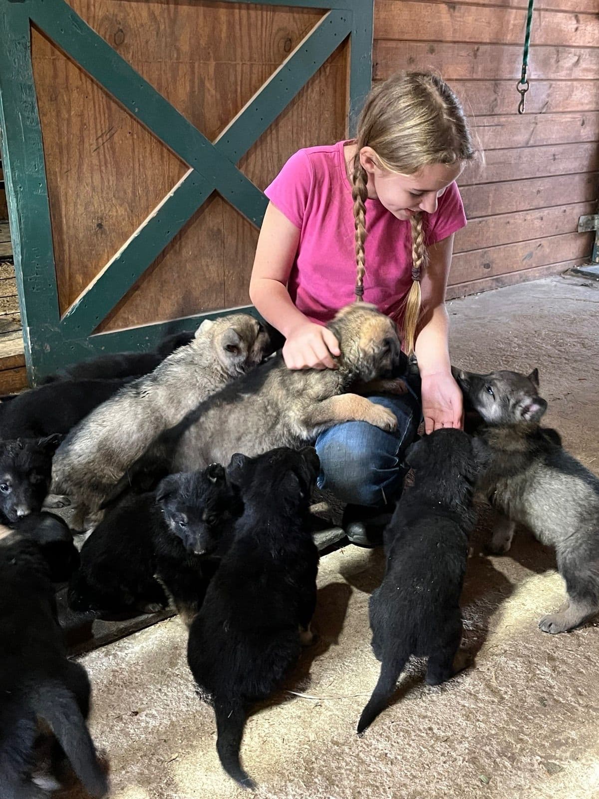 Adorable German Shepherd Puppies! breeder image 7