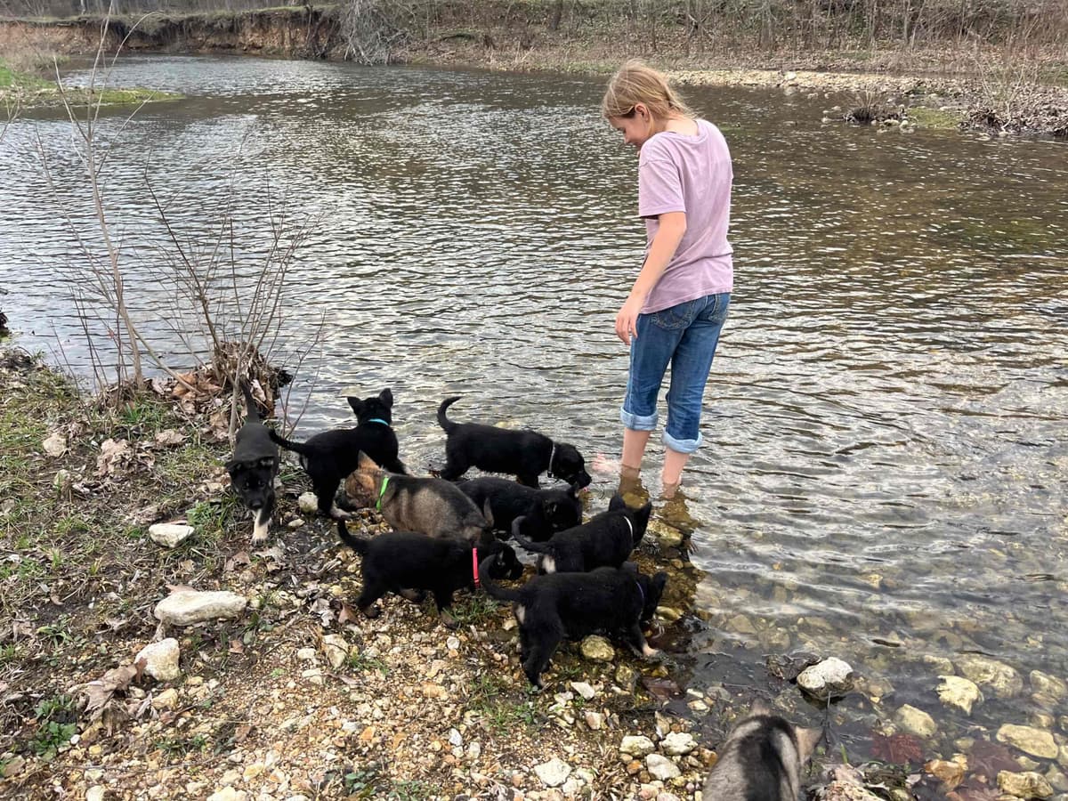 Adorable German Shepherd Puppies! breeder image 9