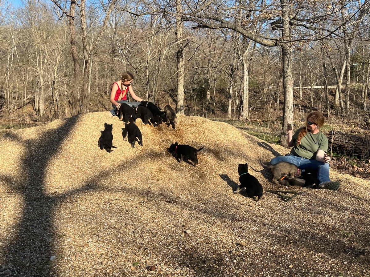 Adorable German Shepherd Puppies! breeder image 11