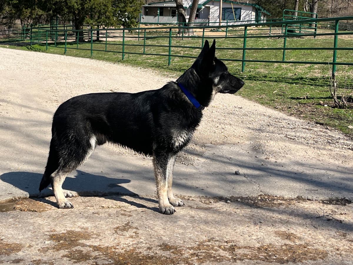 Adorable German Shepherd Puppies! breeder image 13