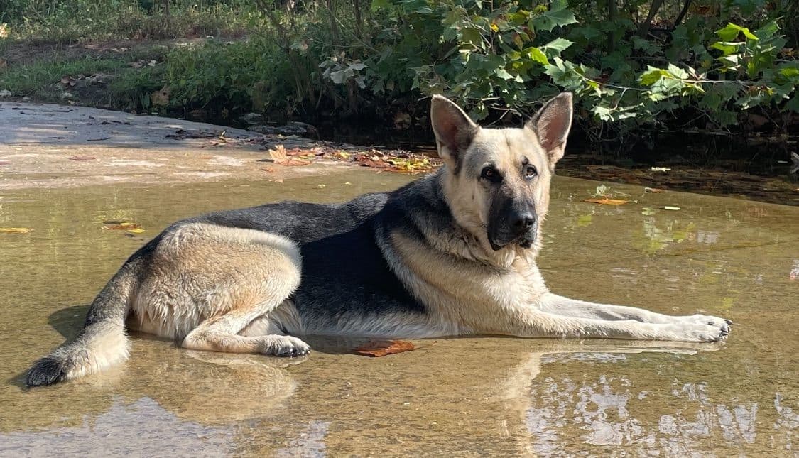 Adorable German Shepherd Puppies! breeder image 17