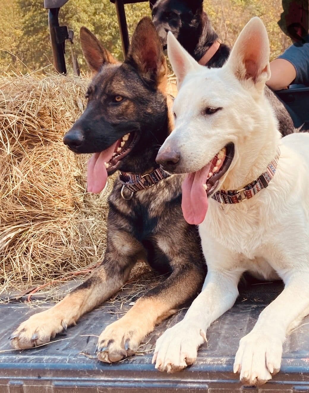 Adorable German Shepherd Puppies! breeder image 19