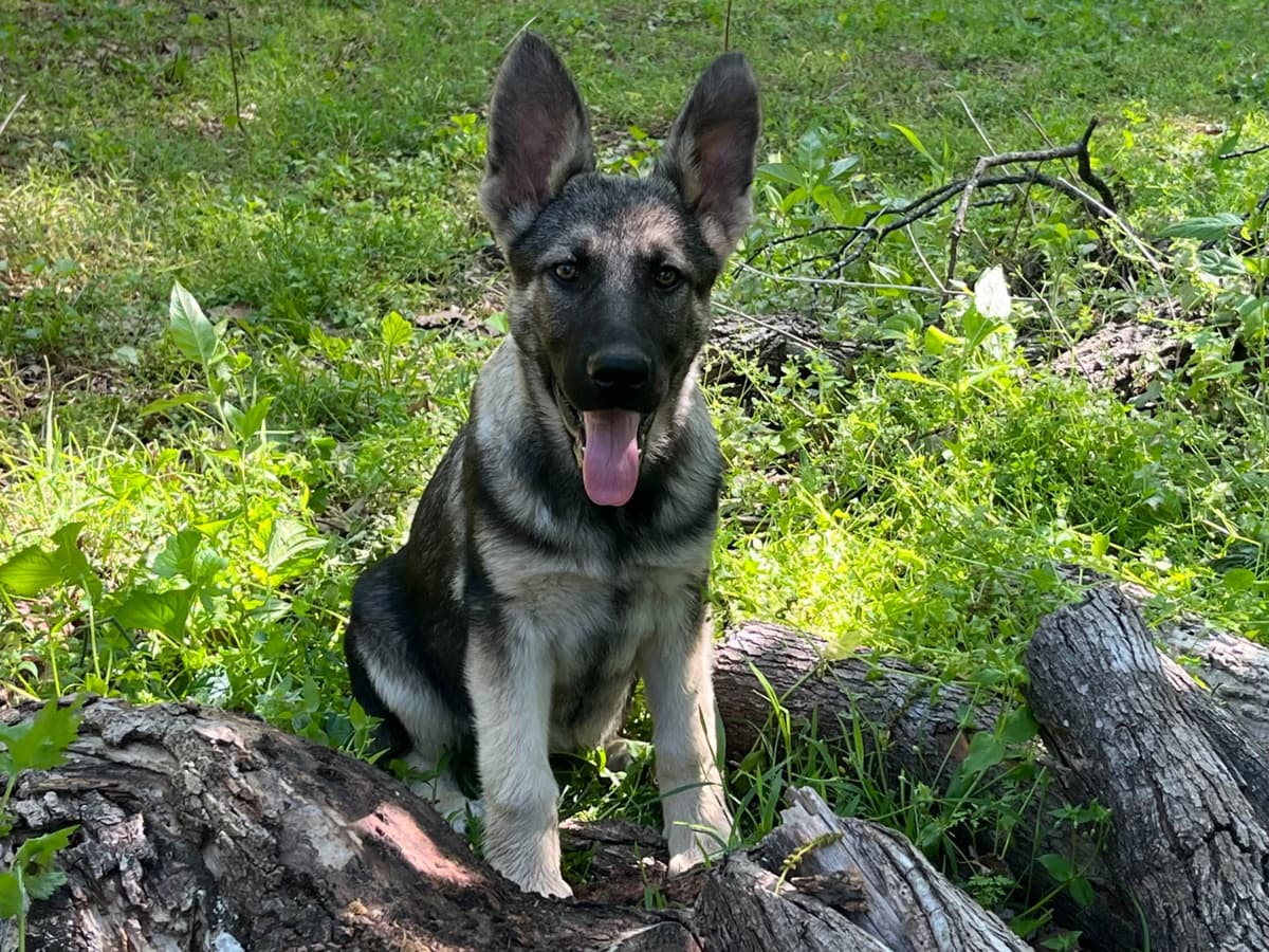 Adorable German Shepherd Puppies! breeder image 23