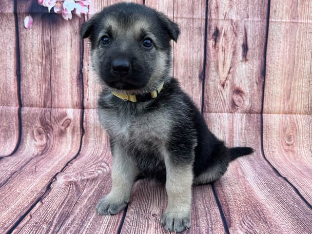 Cute German Shepherd Pups! media 5