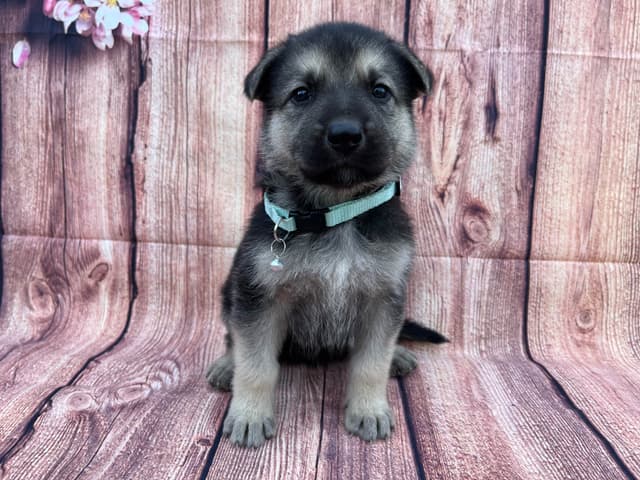 Cute German Shepherd Pups! media 8