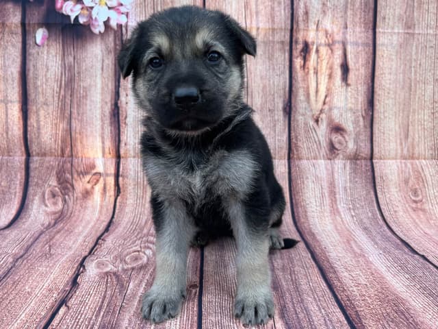 Cute German Shepherd Pups! media 6