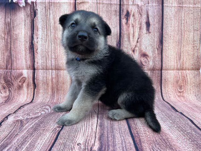 Cute German Shepherd Pups! media 10