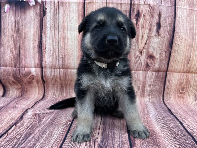 Cute German Shepherd Pups! media 4