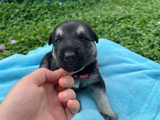 Adorable German Shepherd Puppies! media 3