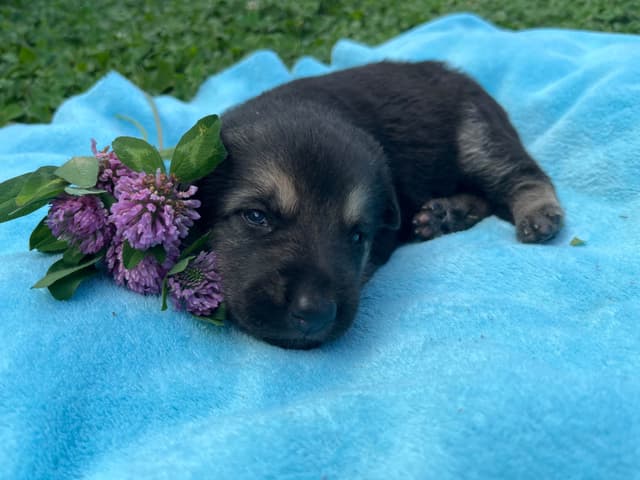 Adorable German Shepherd Puppies! media 6
