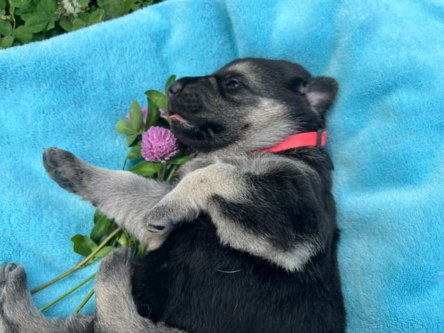 Adorable German Shepherd Puppies! media 5