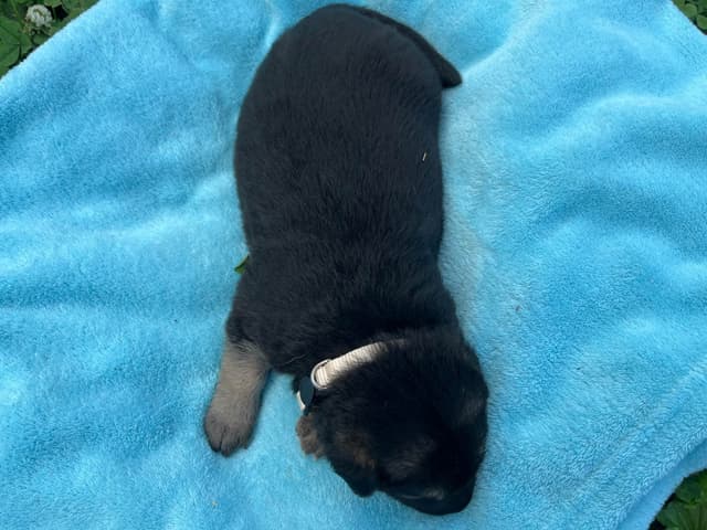 Adorable German Shepherd Puppies! media 8