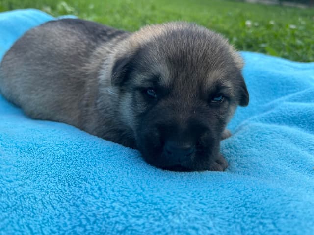 Adorable German Shepherd Puppies! media 10