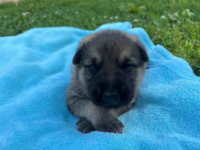 Adorable German Shepherd Puppies! media 9