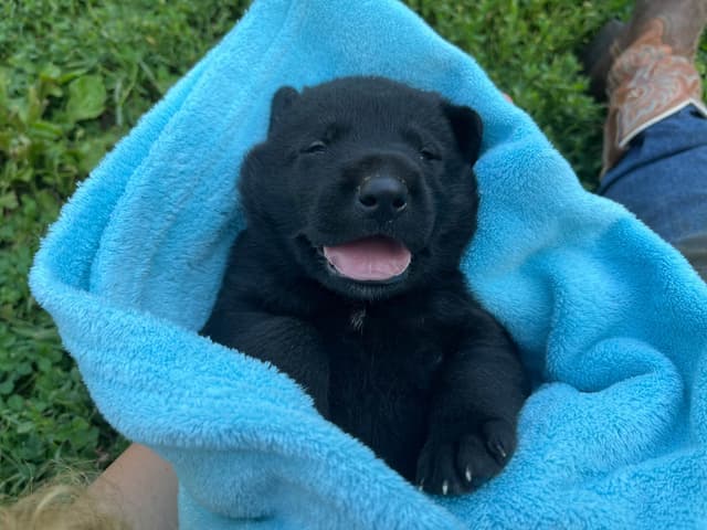 Adorable German Shepherd Puppies! media 15