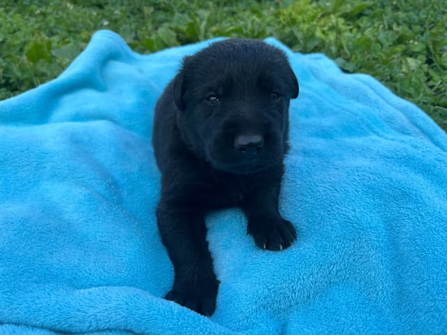 Adorable German Shepherd Puppies! media 12