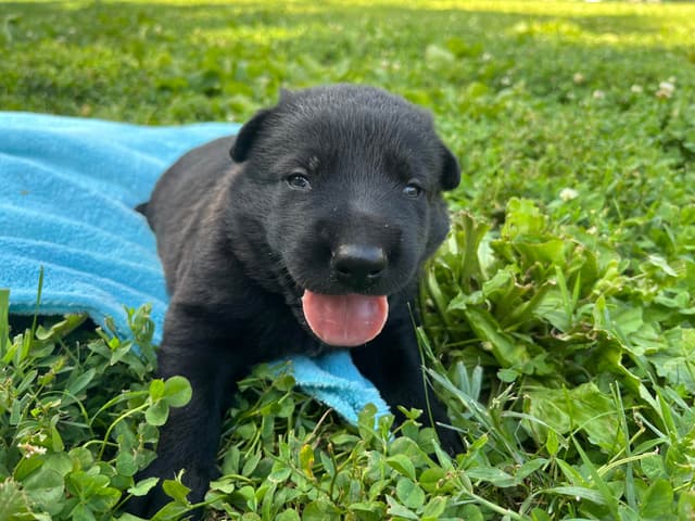 Adorable German Shepherd Puppies! media 14