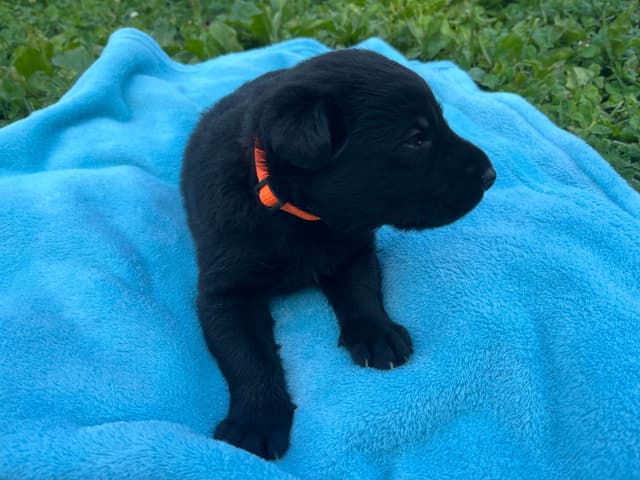 Adorable German Shepherd Puppies! media 13