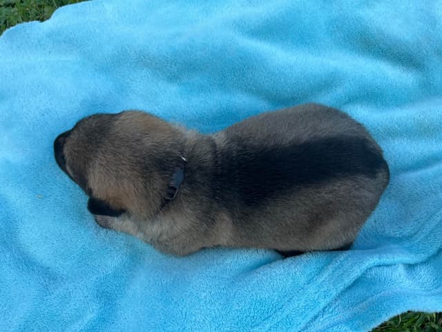 Adorable German Shepherd Puppies! media 11