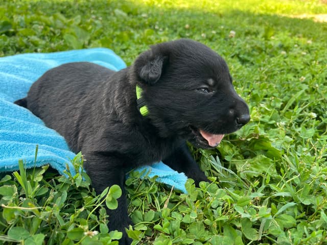 Adorable German Shepherd Puppies! media 16