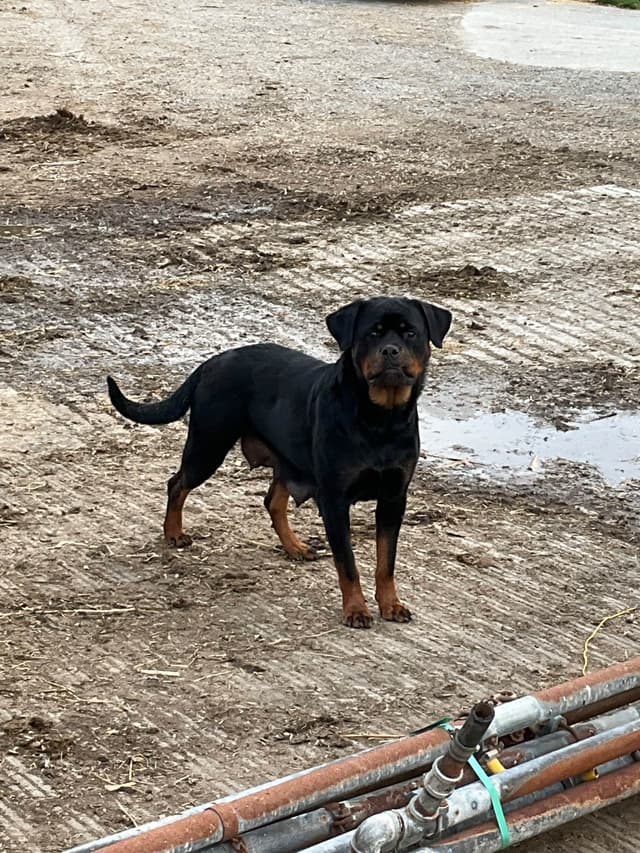 Rottweiler Puppies media 2