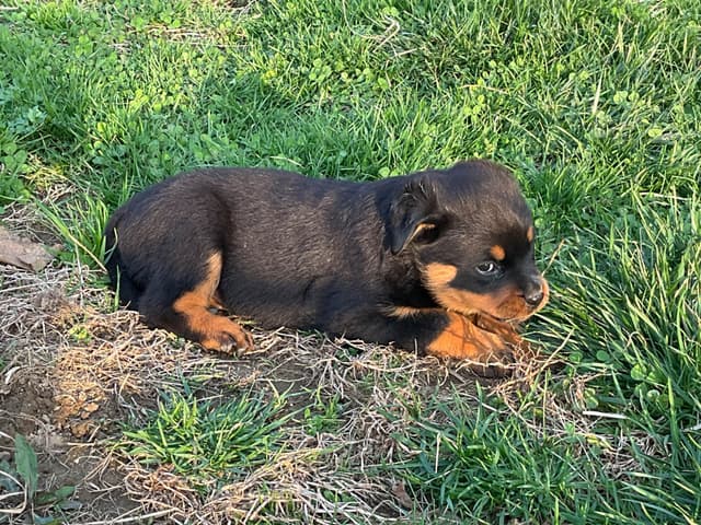 Rottweiler Puppies media 3