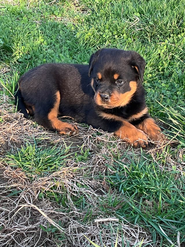 Rottweiler Puppies media 4