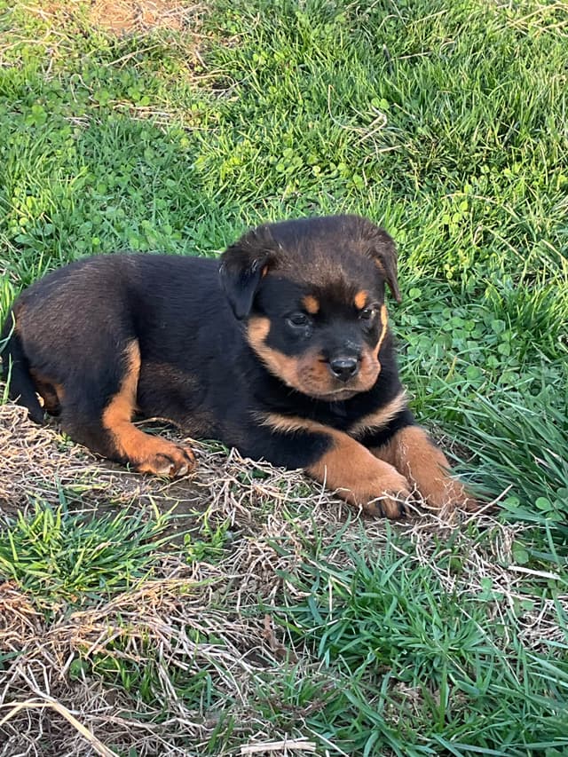 Rottweiler Puppies media 5
