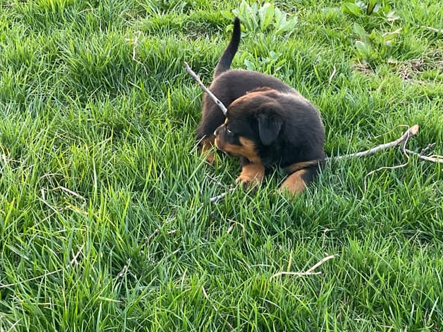 Rottweiler Puppies media 6