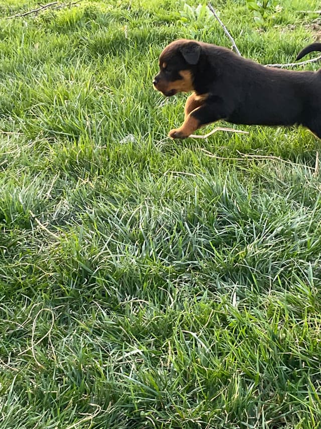 Rottweiler Puppies media 7