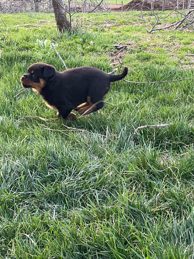 Rottweiler Puppies media 8
