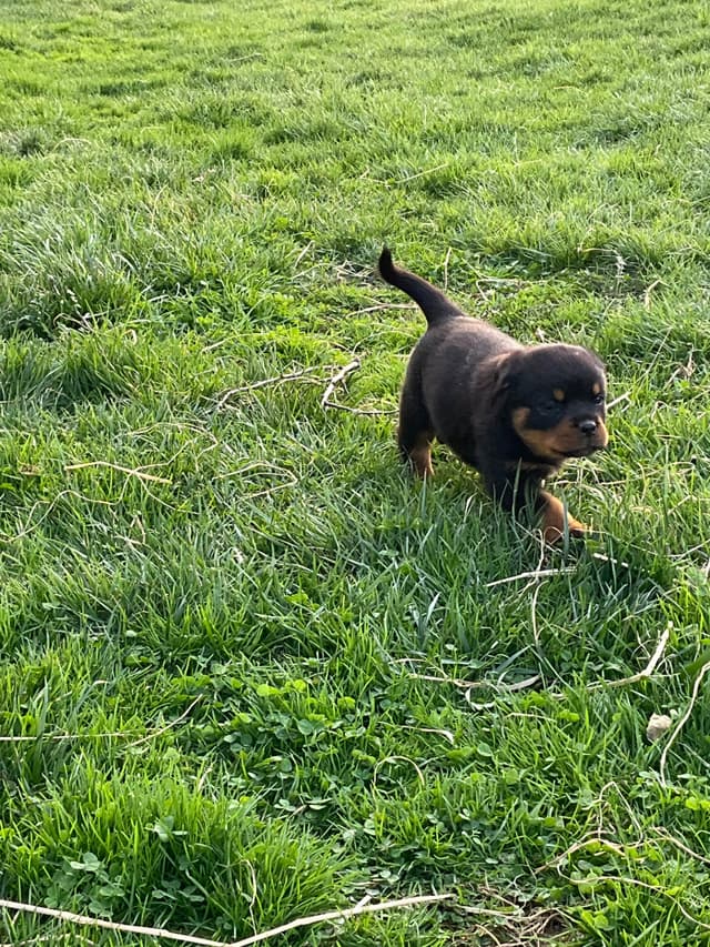 Rottweiler Puppies media 9