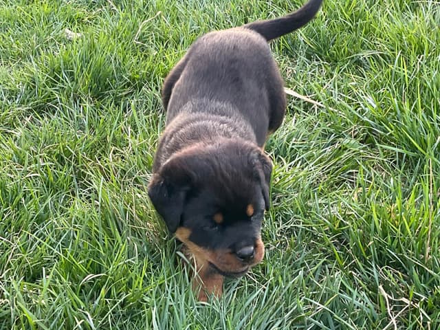Rottweiler Puppies media 10
