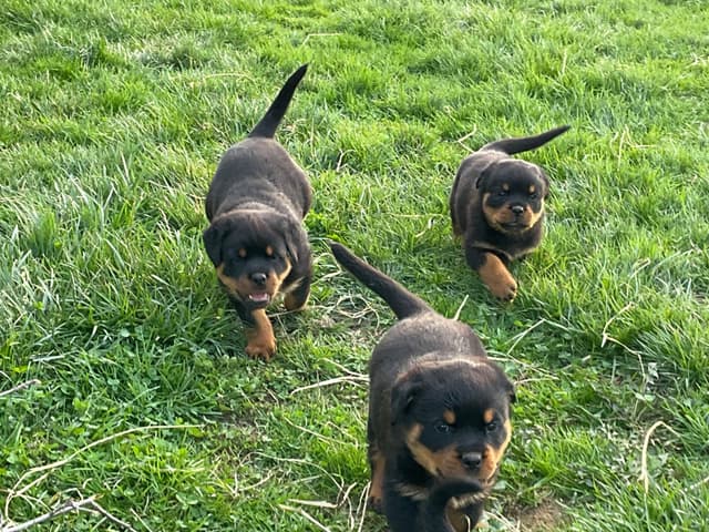Rottweiler Puppies media 13
