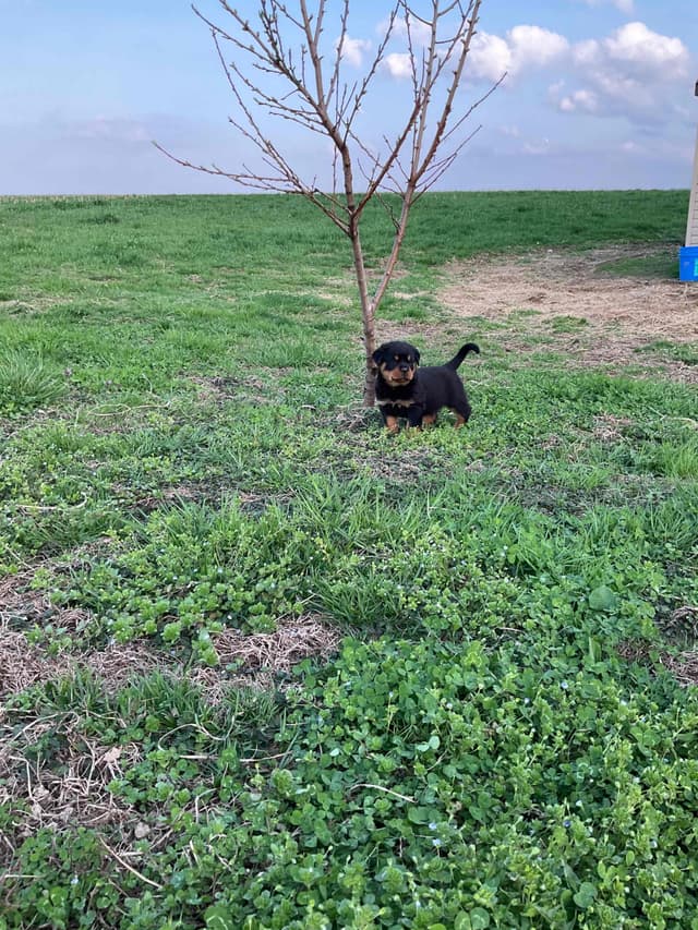 Rottweiler Puppies media 14