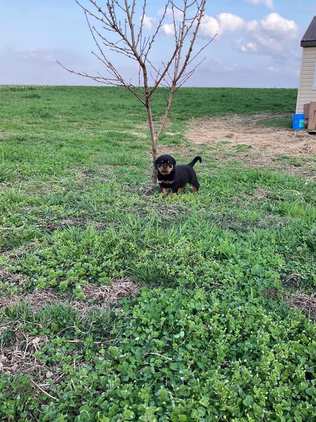 Rottweiler Puppies media 15