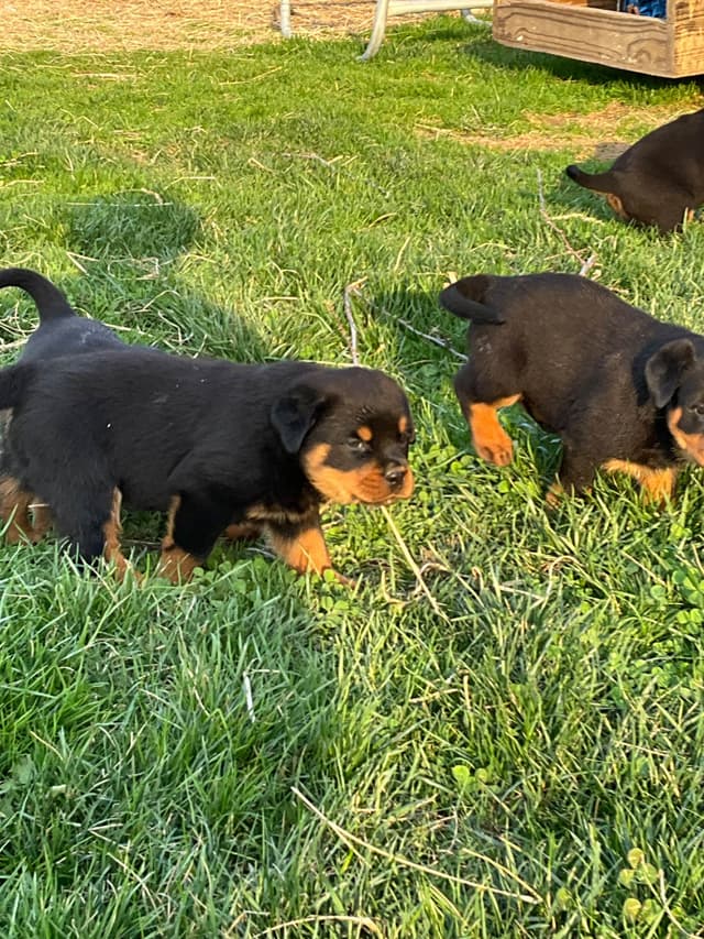 Rottweiler Puppies media 16