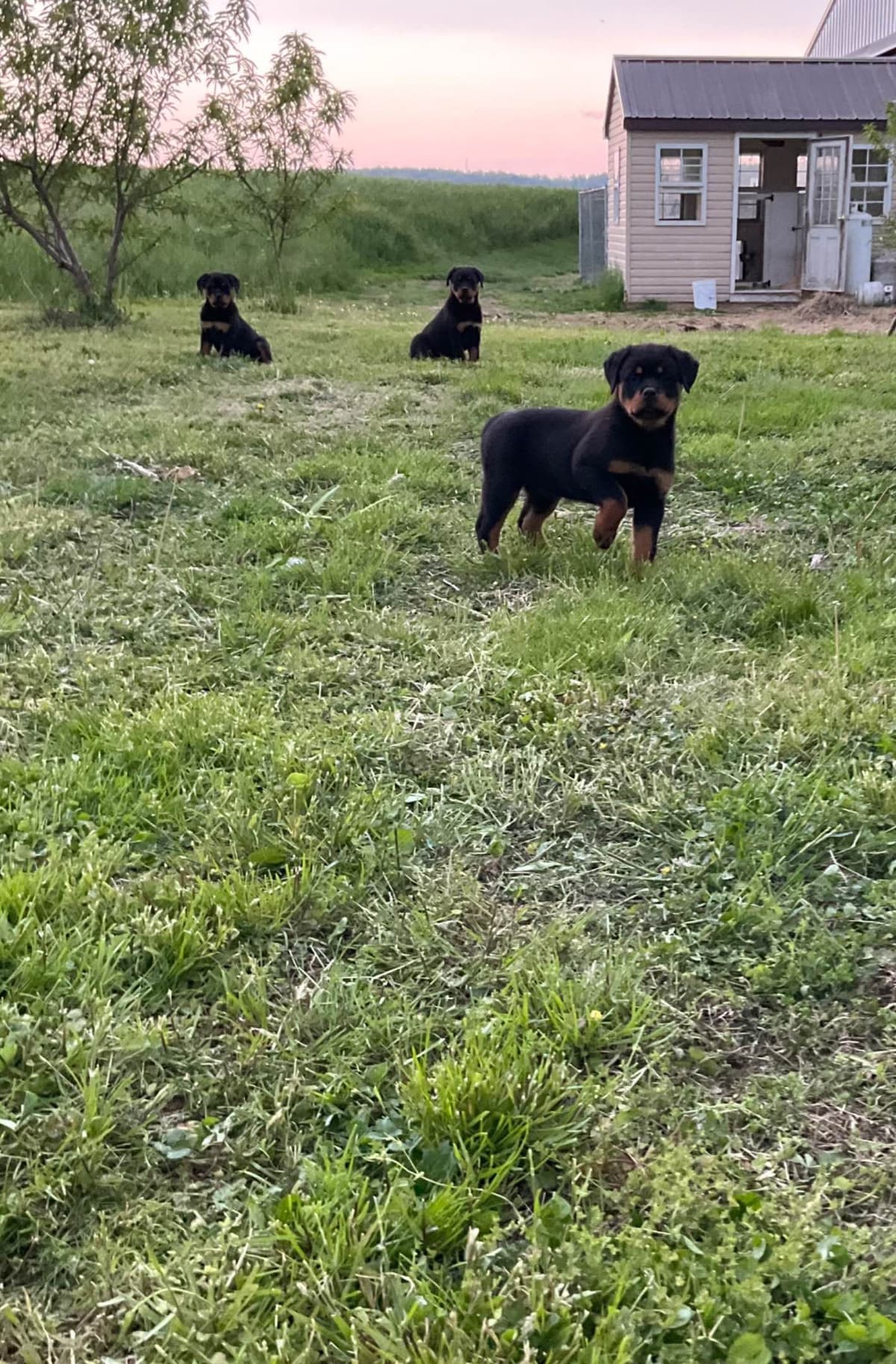 Rottweiler Puppies breeder image 3