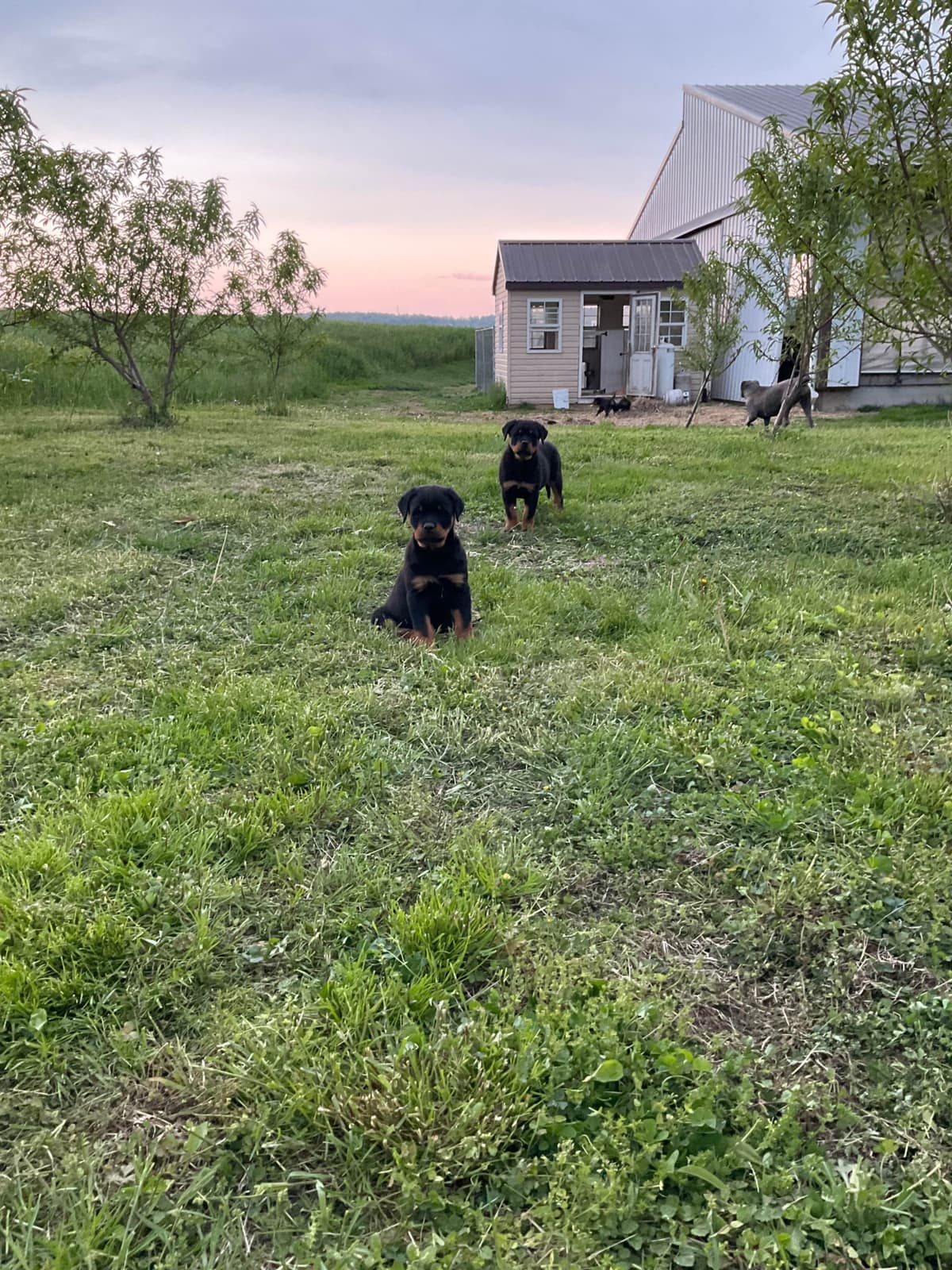 Rottweiler Puppies breeder image 4