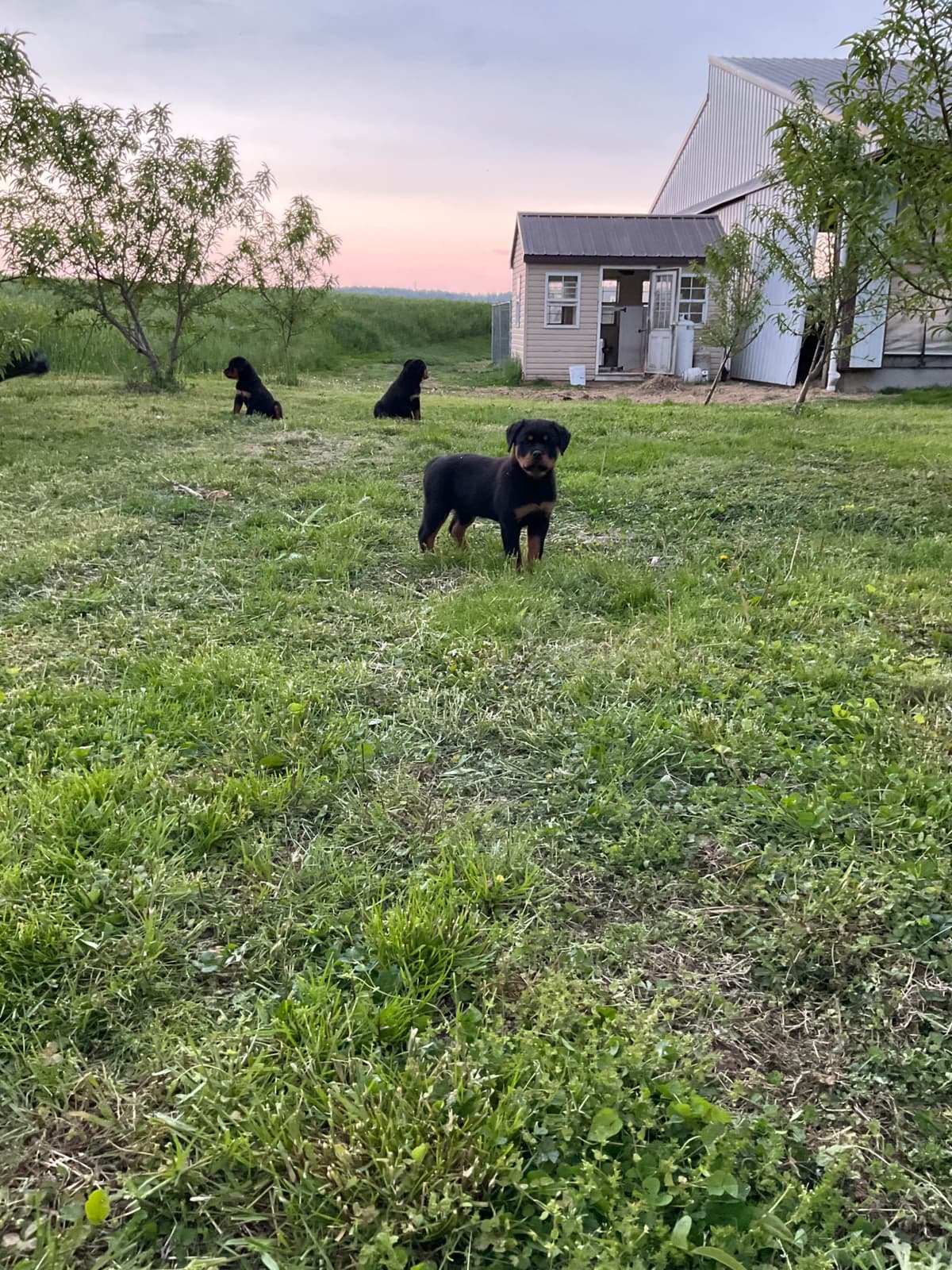 Rottweiler Puppies breeder image 5