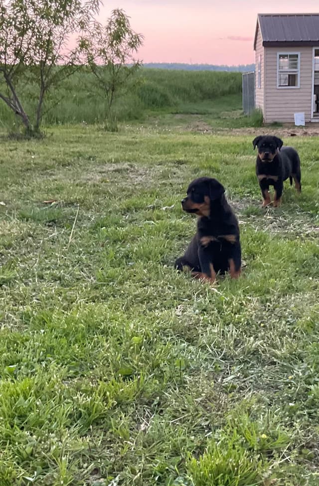 Rottweiler Puppies media 18