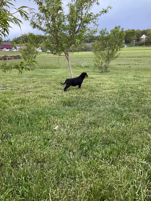 Rottweiler Puppies media 19