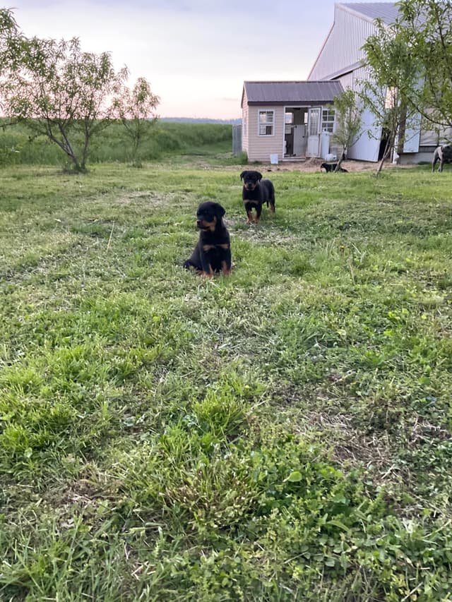 Rottweiler Puppies media 20