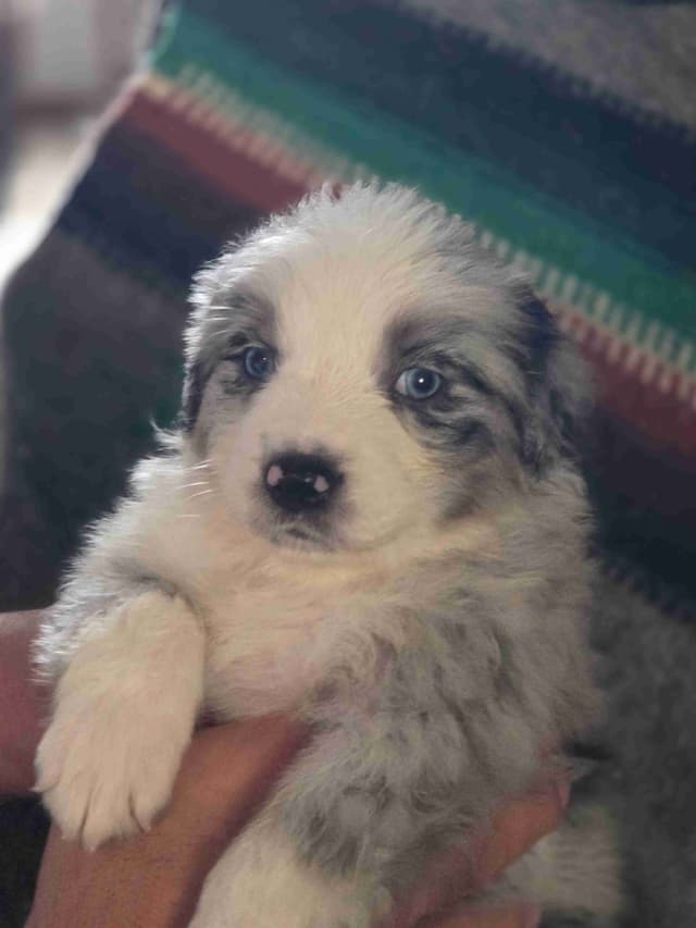Australian Shepherd champion bloodlines media 2