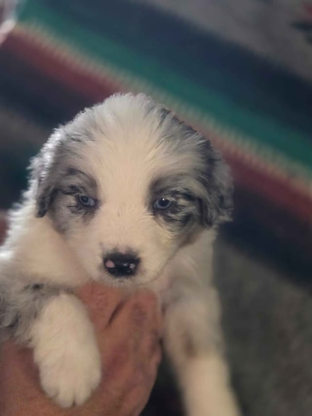 Australian Shepherd champion bloodlines media 3