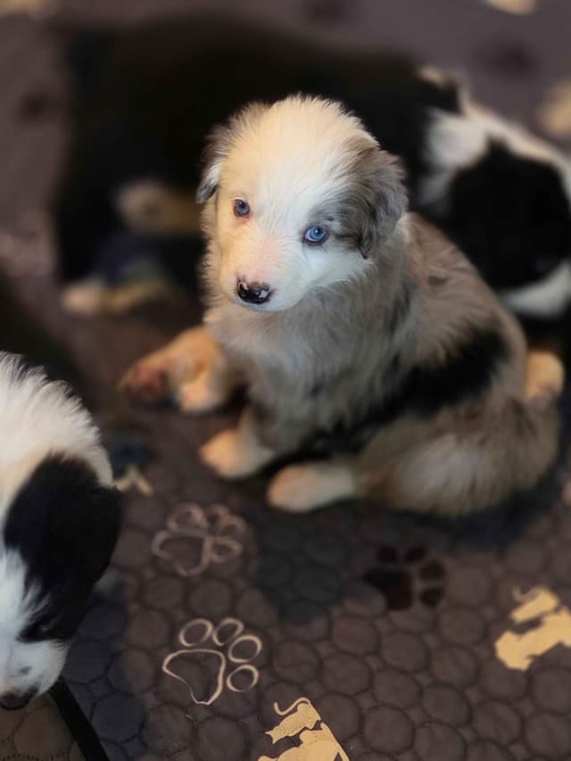 Australian Shepherd champion bloodlines media 5