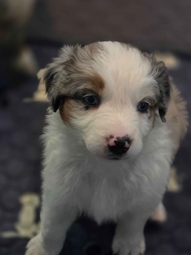Australian Shepherd champion bloodlines media 6