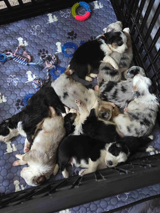 Australian Shepherd champion bloodlines media 7